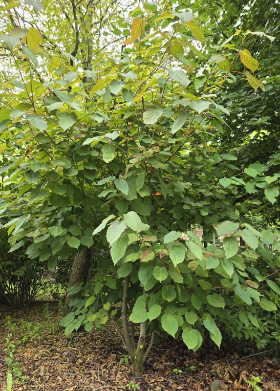 Fahnenbaum oder Taschentuchbaum
