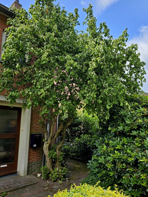 Kronkelhazelaar in voortuin