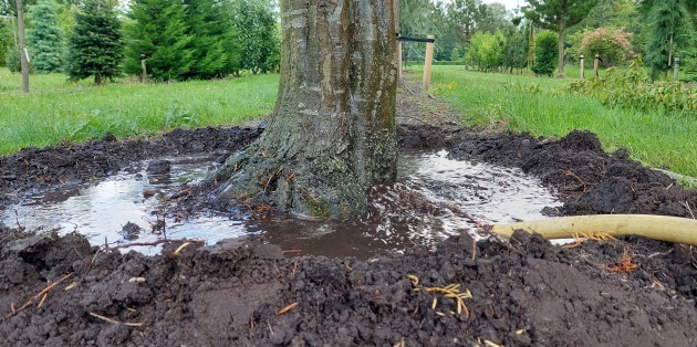 Bomen hebben water nodig