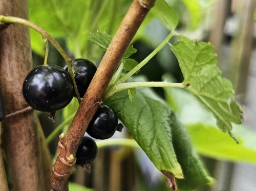 Zwarte bes 'Ben Nevis' - Ribes nigrum 'Ben Nevis'