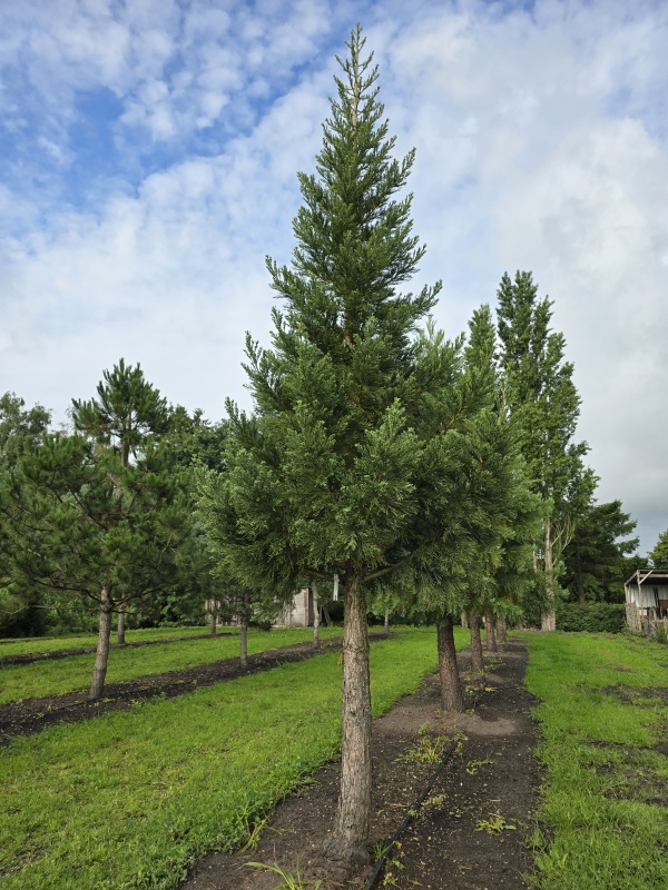 Mammoetboom