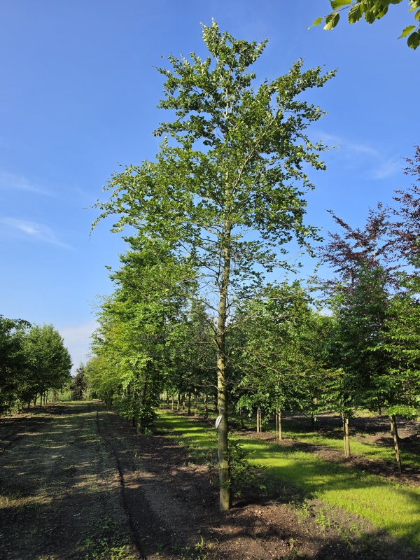 Groene Beuk