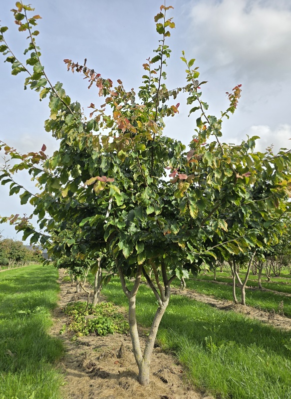 Perzisch ijzerhout