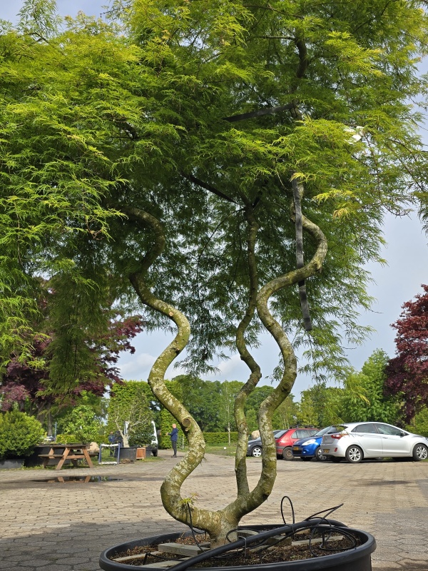 Japanse Esdoorn