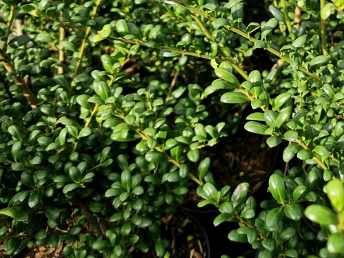 Japanse hulst ‘Convexa’