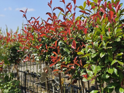 Photinia fraseri 'Red Robin' , boompje op stam