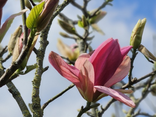 Magnolia 'Daybreak' bloem eind april