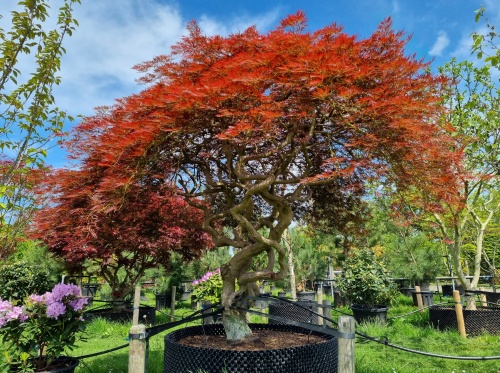 Japanse esdoorn 'Dragon's fire'