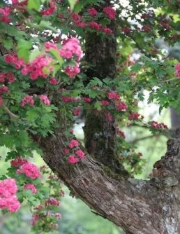 Engelse meidoorn - Crataegus laevigata 'Crimson Cloud'
