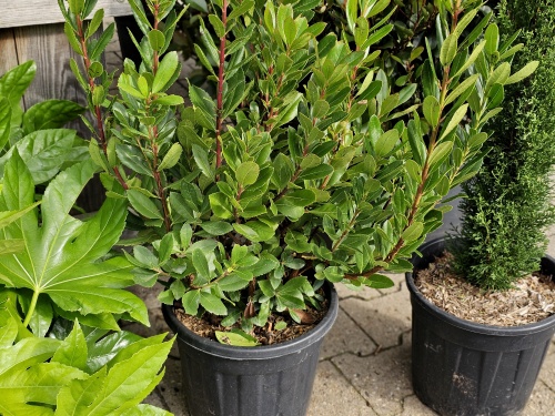 Arbutus . aardbeiboom in struikvorm
