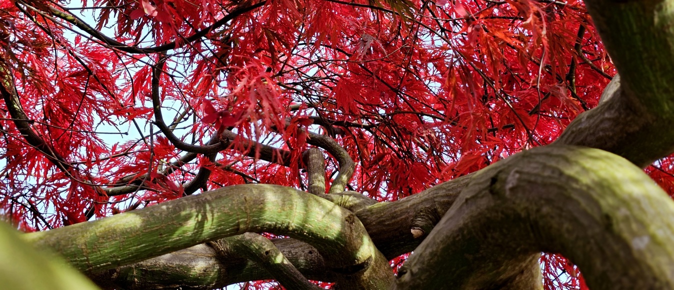 Welke planten passen in een Japanse tuin?