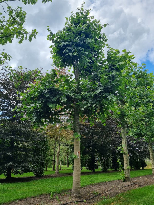 Hollandse linde als herdenkingsboom kopen? Ten Hoven Hollandse linde als herdenkingsboom kopen? Ten Hoven