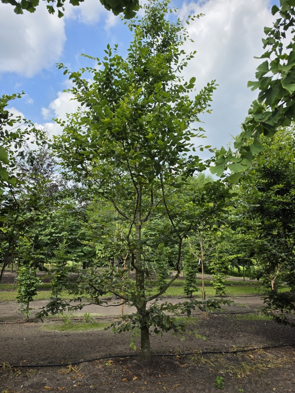 Speelboom,  klimboom, vogelboom,