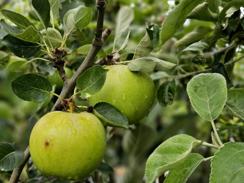 Malus James Grieve is een zoetzure handappel