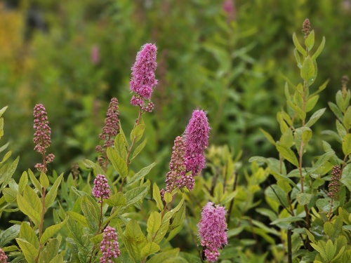 Spiraea Billiardi