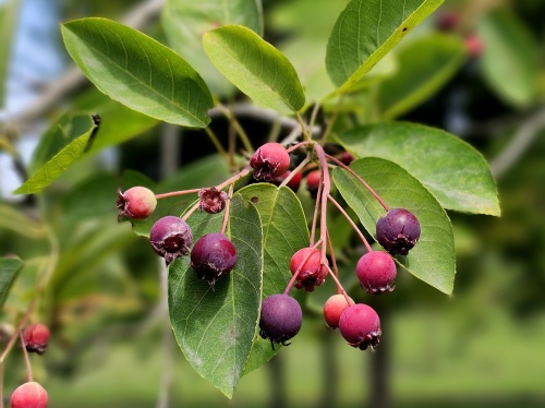 Amelanchier lamarckii vruchten, krenten in juni 2025