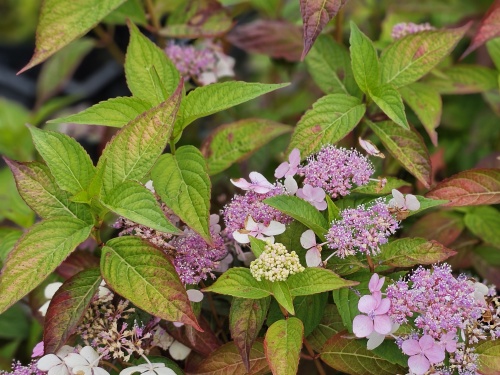Tuinhortensia Bluebird