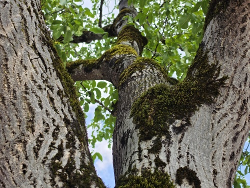 Walnotenboom met volwassen kroon en zomerblad