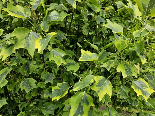 Tulpenboom 'Aureomarginatum