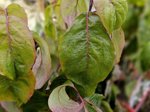 Veelbloemige kornoelje 'Cherokee Princess' - Cornus florida 'Cherokee Princess'