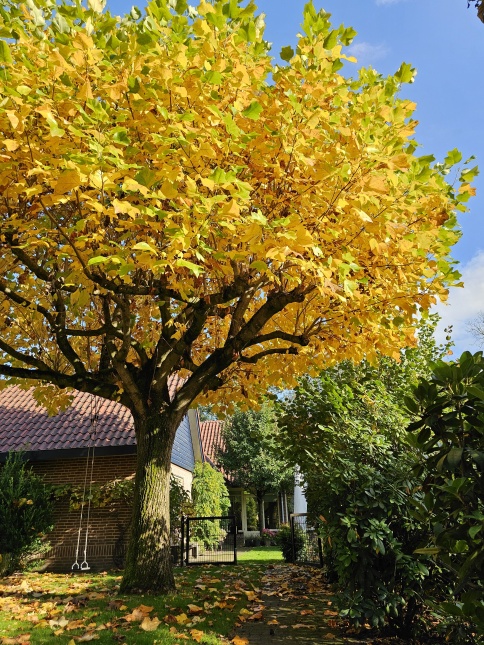 Liriodendron, tulpenboom als veterane dakvorm in de herfst