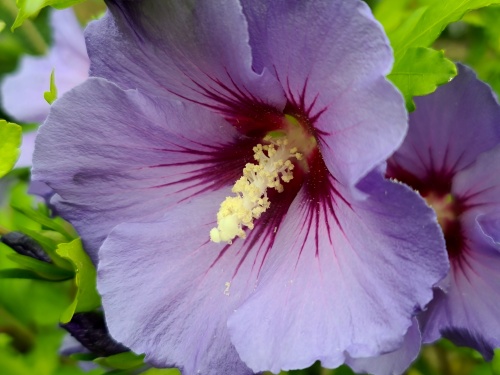 Hibiscus syriacus ‘Marina’