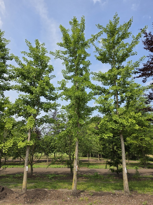 Tempelboom of Eendenpootboom