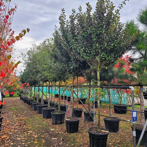 Elaeagnus ebbingei 'Compacta' hoogstam boom