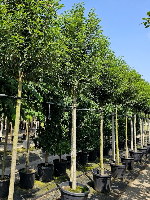 Portugese Laurierkers, wintergroene loofboom op kwekerij