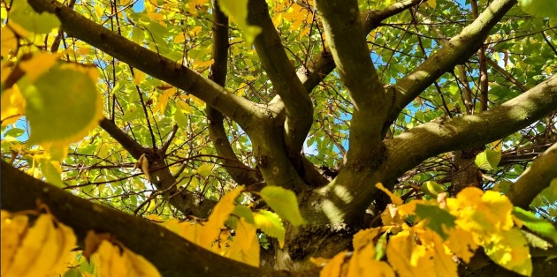 Wat zijn de mooiste meerstammige bomen?