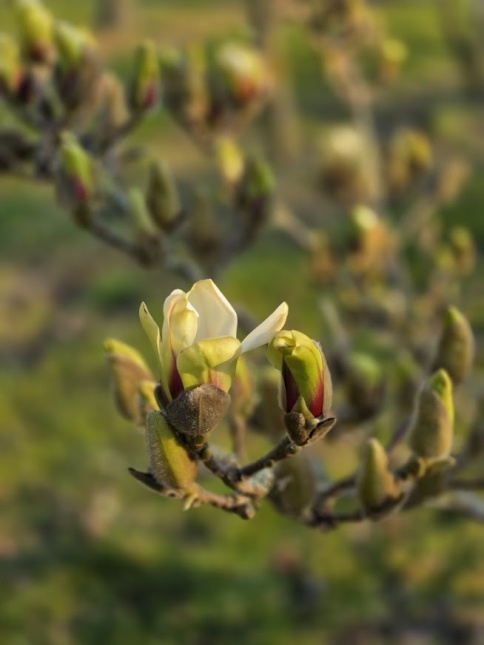 Magnolia 'Sunrise' bloeit eind maart