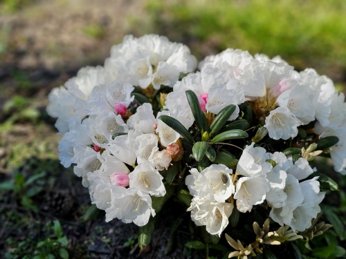 Rododendron Edelweiss