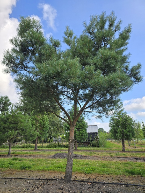 Grove den