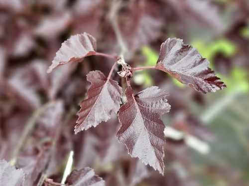 Betula Royal Frost.  roodbladige berkenboom