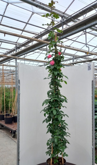 Rosa 'Rosanna'