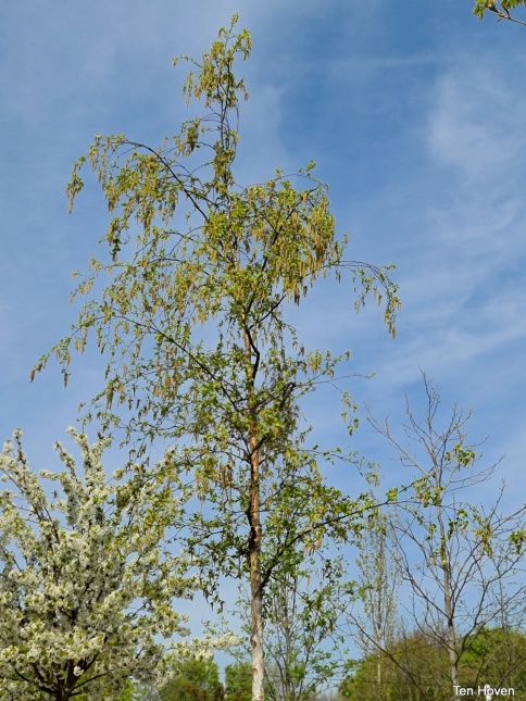 Betula Pubescens