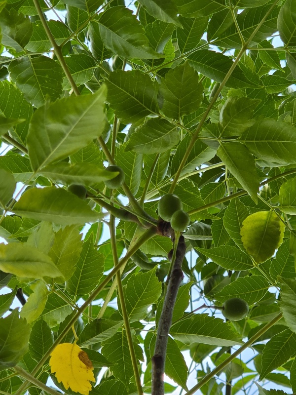 Kralenboom