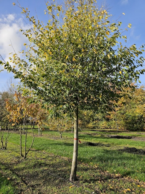 Sycoparrotia semidecidua