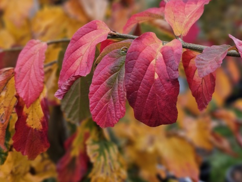 Parrotia persica 'Bella' herfstkleuren