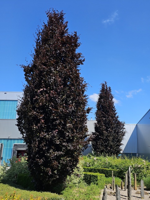 Paarse Beuk, zuilvorm met fraaie contrastkleur