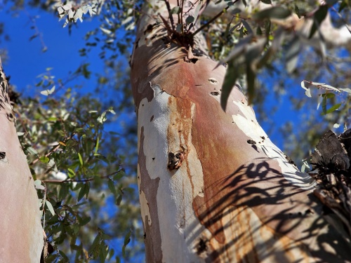 Eucalyptus volwassen stam