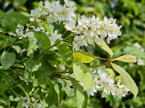 Europese Vogelkers, prunus padus volle bloei 20 april 2026