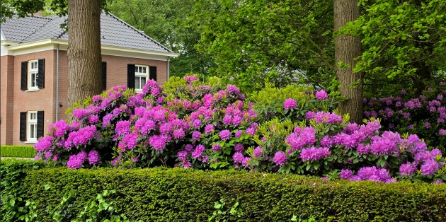 Bostuinen
