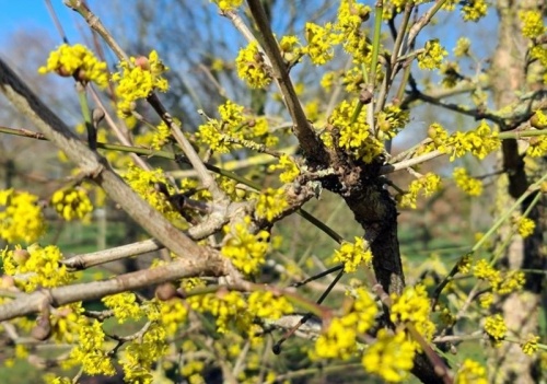Gele Kornoelje, spil - Cornus mas