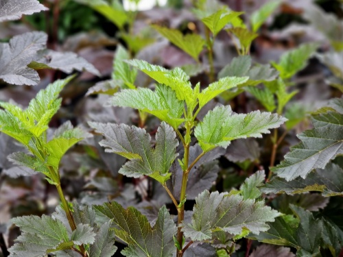 Blaasspiraea 'Summer Wine' - Physocarpus opulifolius 'Summer Wine'