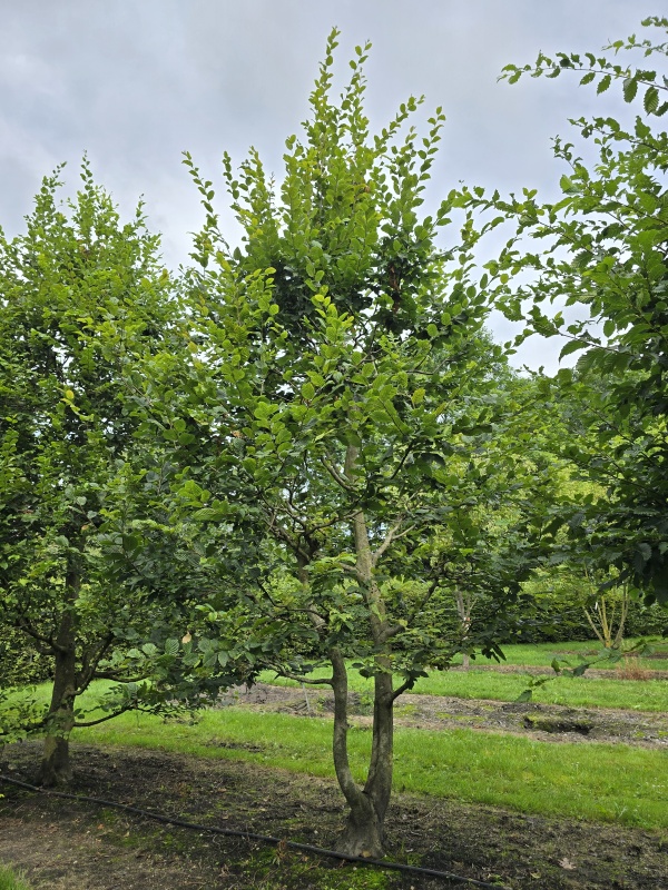 Haagbeuk