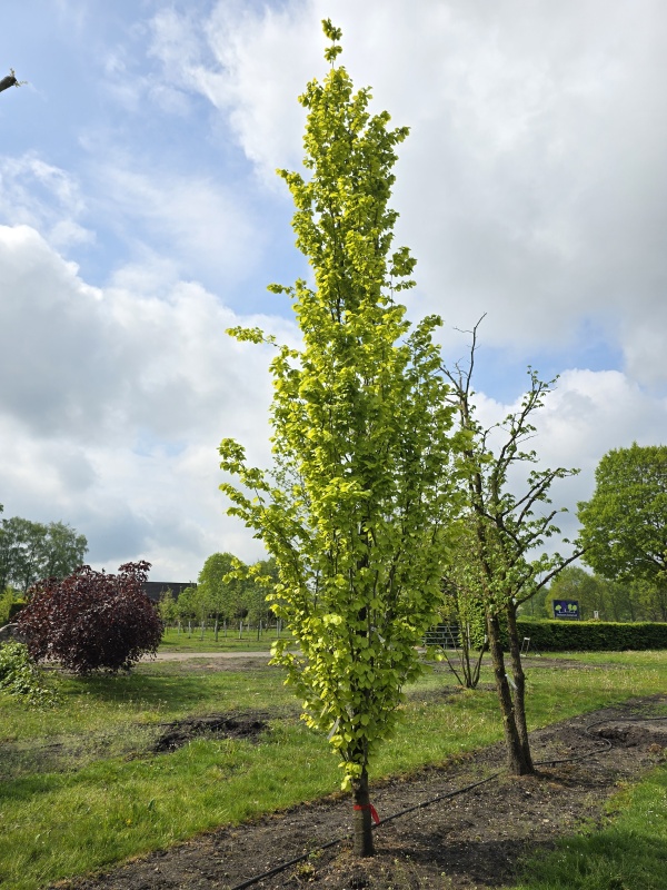 Goudbladige zuilbeuk