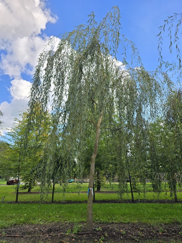 Trauerweide