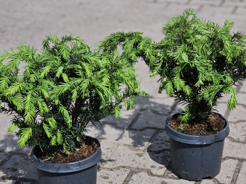 Venijnboom, Taxus repandens als bodembedekkende groenblijver