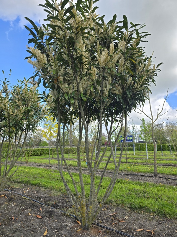 Laurierkers 'Caucasica'